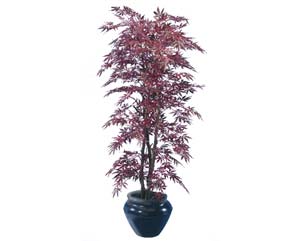 Unbranded Red Japanese maple