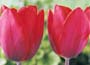 Red Tulip Collection