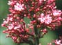 Red Valerian