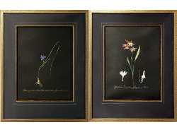 Individually hand painted in the style of Pierre-Joseph Redoute  the official court artist of Marie