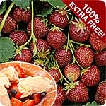 Unbranded Repeat Fruiting Strawberry Offer