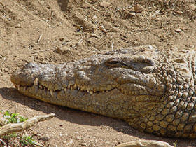 Unbranded Reptile conservation, South Africa