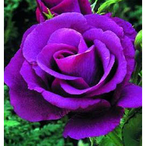 Unbranded Rhapsody in Blue - Floribunda Rose (pre-order now)