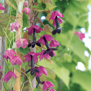 Unbranded Rhodochiton Purple Bell Vine Seeds