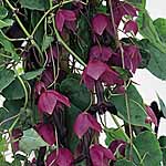 Unbranded Rhodochiton Purple Bells Plants 478911.htm