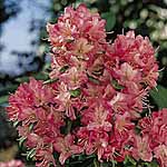 Unbranded Rhododendron Anna Baldsiefen Plant 430179.htm