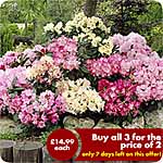 Unbranded Rhododendron Collection Plants 430186.htm