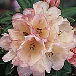 Unbranded Rhododendron Dusty Miller Plant 430147.htm