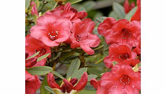 Bright scarlet one of the best and most reliable rhododendrons for the smaller garden. Supplied in a 2-3 litre pot.EvergreenFertile moist well-drained soilFull sunFully hardyMedium shrubBUY ANY 3 AND SAVE 20.00! (Please note: Offer applies only for p