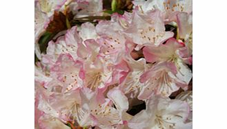 Dwarf rhododendron. Choice pink flowers fading to white as they open. RHS Award of Garden Merit winner. Height 60cm (24); spread 90cm (36). Supplied in a 2-3 litre pot.Dwarf shrubEvergreenFertile moist well-drained soilFull sunFully hardyBUY ANY 3 AN