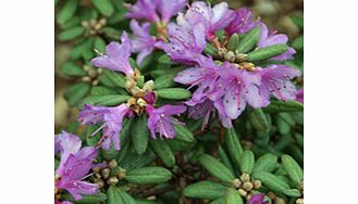 Miniature rhododendron with purple-mauve flowers. Supplied in a 2-3 litre pot.Dwarf shrubEvergreenFertile moist well-drained soilFull sunFully hardyBUY ANY 3 AND SAVE 20.00! (Please note: Offer applies only for plants that have this wording.)