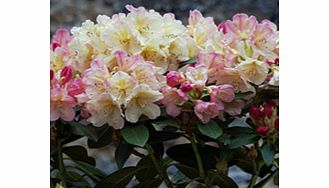 Unbranded Rhododendron Plant - Percy Wiseman