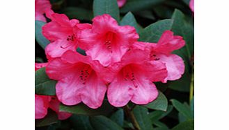 Unbranded Rhododendron Plant - Winsome