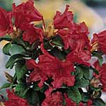 Unbranded Rhododendron Scarlet Wonder Plant 430155.htm