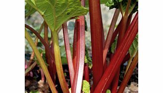 Unbranded Rhubarb Plant - Stockbridge Arrow