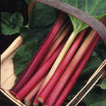 Unbranded Rhubarb Timperley Early