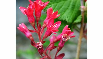 Unbranded Ribes Sanguineum Plant - Pulborough Scarlet