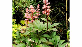Unbranded Rodgersia Plant - Bronze Peacock