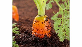 Unbranded Root Vegetable Seed - Collection