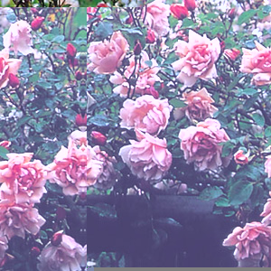 Unbranded Rose Albertine - Climbing Rose **AUTUMN PRE