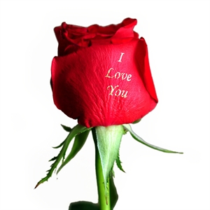 Unbranded Rose O Gram - Personalised Red Rose