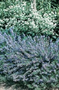 Unbranded Rosemary x 75 seeds