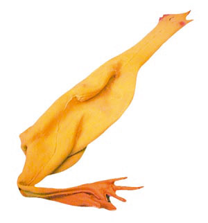 A great accessory for every budding magician!