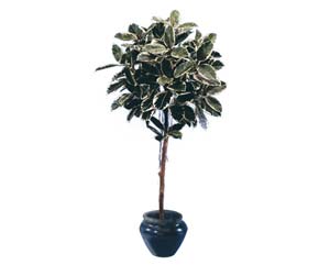 Unbranded Rubber plant