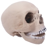Rubber Skull