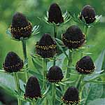 Unbranded Rudbeckia Black Beauty 223806.htm