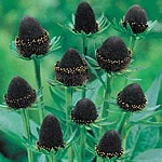 Unbranded Rudbeckia Black Beauty