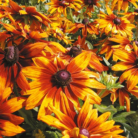 Unbranded Rudbeckia Cappuccino Seeds Average Seeds 70