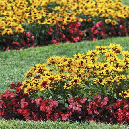 Unbranded Rudbeckia Denver Daisy Plants Pack of 50 Pot