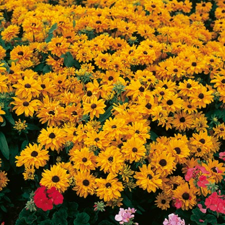 Unbranded Rudbeckia Goldilocks Seeds Average Seeds 260