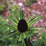 Unbranded Rudbeckia Green Wizard Seeds 428092.htm