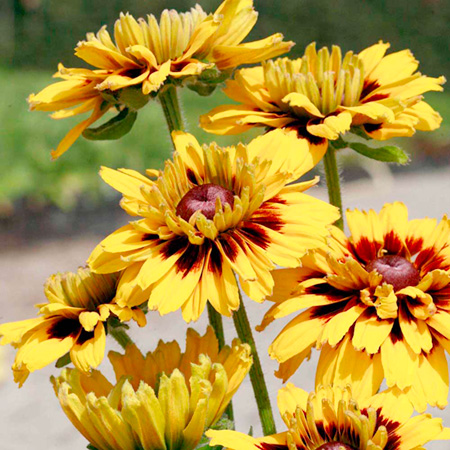 Unbranded Rudbeckia Peking Plants Pack of 3 Potted Plants