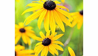 Unbranded Rudbeckia Plant - fulgida var. sullivanti