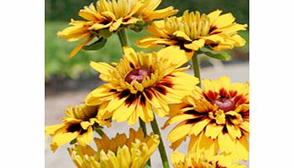 Unbranded Rudbeckia Plant - Peking