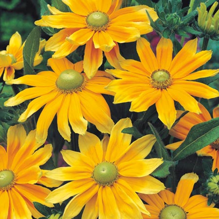 Unbranded Rudbeckia Prairie Sun Plants Pack of 18 Pot