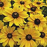 Unbranded Rudbeckia Toto Easiplants 450941.htm