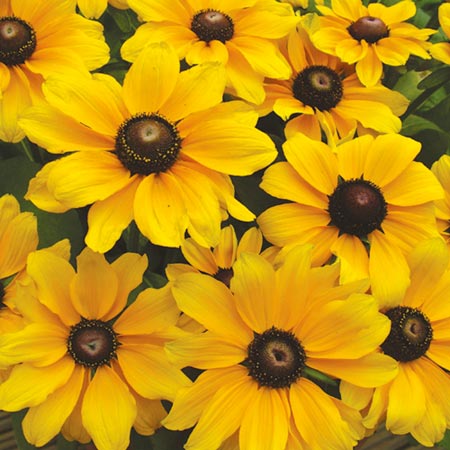 Unbranded Rudbeckia Toto Plants (Coneflower) Pack of 50