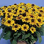 Unbranded Rudbeckia Toto Rustic Seeds 428106.htm