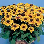 Unbranded Rudbeckia Toto Rustic Seeds