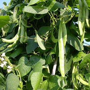 Unbranded Runner Bean Desiree Seeds