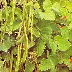A runner bean with enormously long 50cm (20in)  smooth slender pods. Early  very high yields with pl