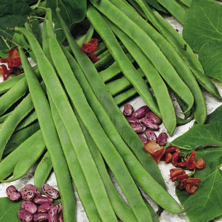 Unbranded Runner Bean Galaxy Seeds Average Seeds 50