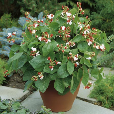 Unbranded Runner Bean Hestia Plants Pack of 10 Pot Ready