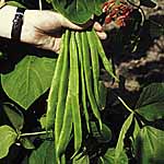 Unbranded Runner Bean Plant Collection 400141.htm
