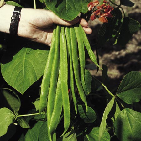 Unbranded Runner Bean Plant Collection Pack of 15 Pot