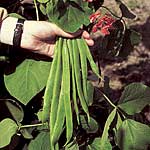 Unbranded Runner Bean Plant Collection